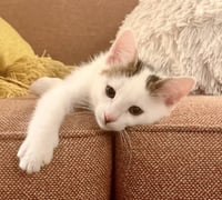 *DOBBY - Photo 1