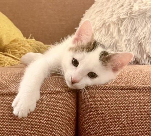 *DOBBY - Domestic Short Hair available for adoption