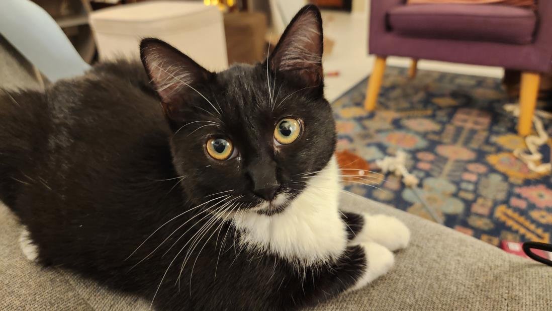 *MOONIEPIE - Domestic Short Hair available for adoption