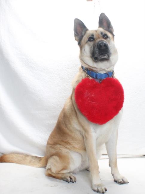 SANDY - German Shepherd Dog available for adoption