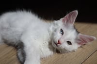 *MO - Photo 1