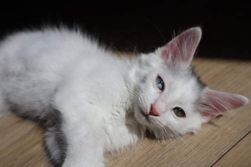 *MO - Domestic Short Hair available for adoption