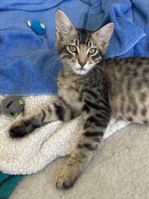 *LUKA - Domestic Short Hair available for adoption
