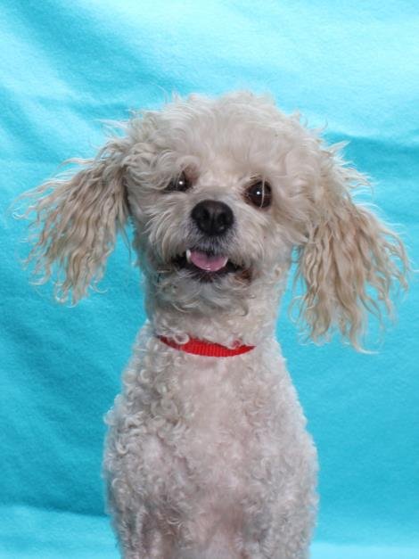 *PETEY - Poodle (Miniature) available for adoption