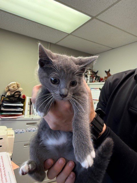 A139597 - Domestic Short Hair available for adoption