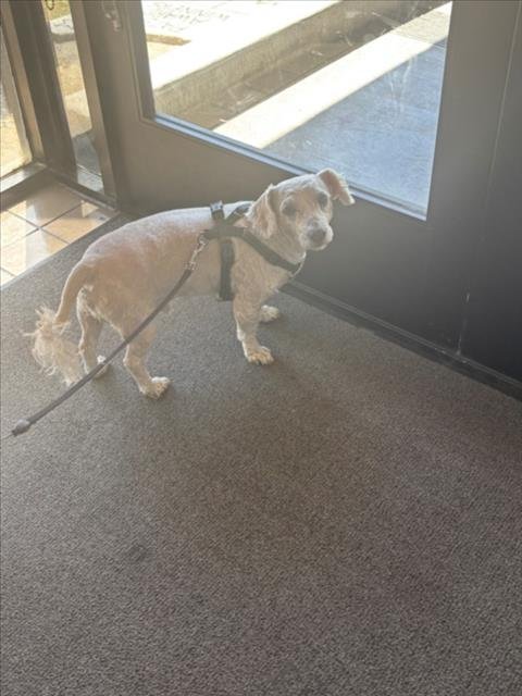 *STEVEN - Poodle (Miniature) available for adoption