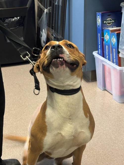 *DOLLY PARTON - Pit Bull Terrier available for adoption