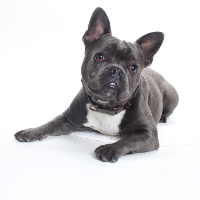 NANDOR - French Bulldog available for adoption