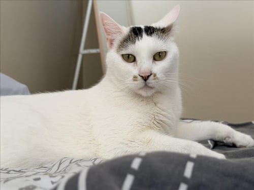 *MITSUKI - Domestic Short Hair available for adoption