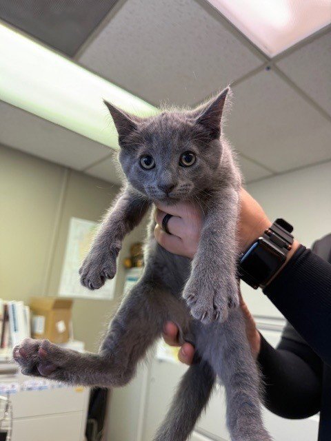 A139594 - Domestic Short Hair available for adoption