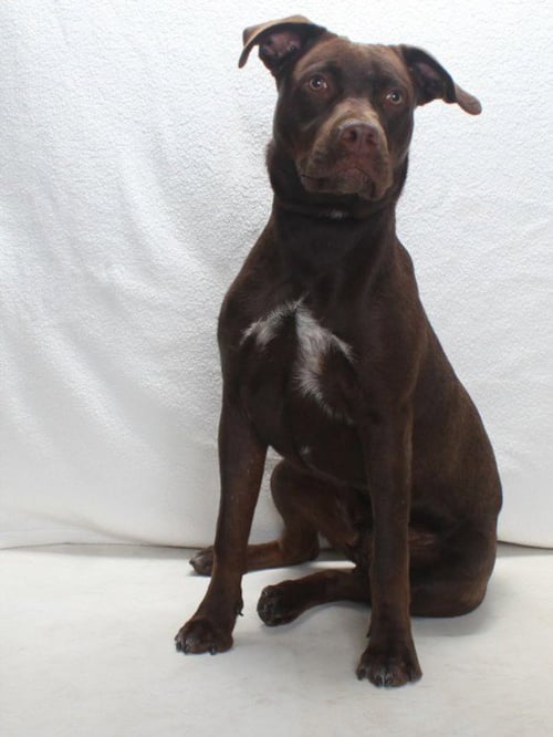 *ANGELO - Labrador Retriever available for adoption