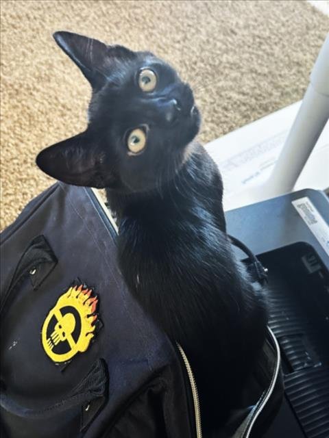 *WENDY - Domestic Short Hair available for adoption
