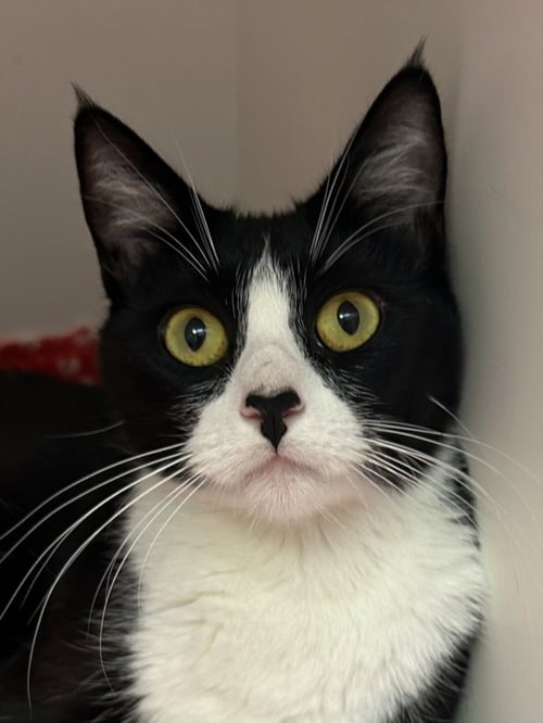 HOUDINI - Domestic Short Hair available for adoption
