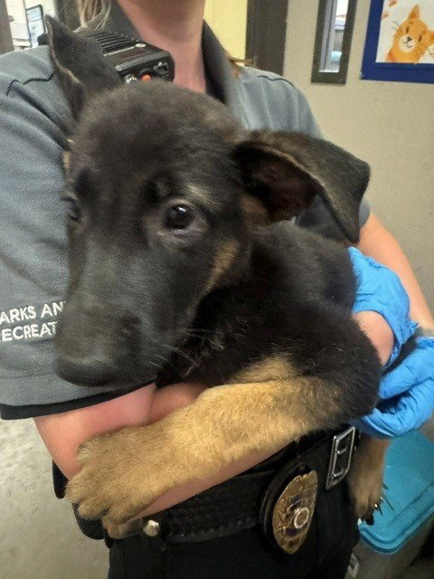 A142856 - German Shepherd Dog available for adoption