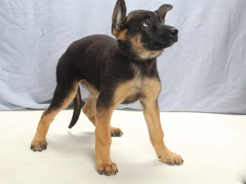 A142856 - German Shepherd Dog available for adoption