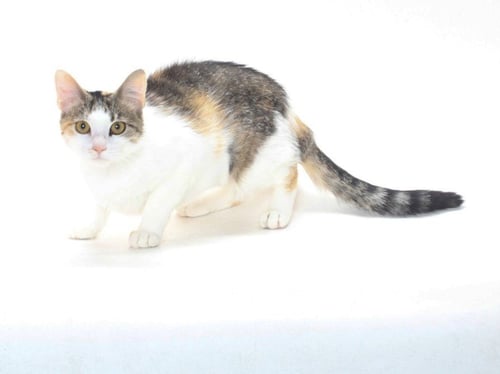 *DAPHNE - Domestic Medium Hair available for adoption
