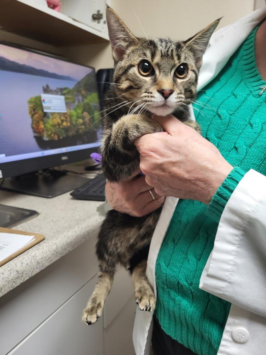 *SMOKE - Domestic Short Hair available for adoption