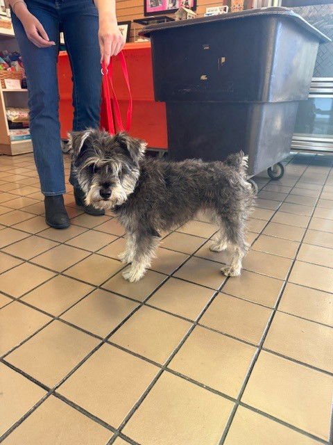 *WINKY - Miniature Schnauzer available for adoption