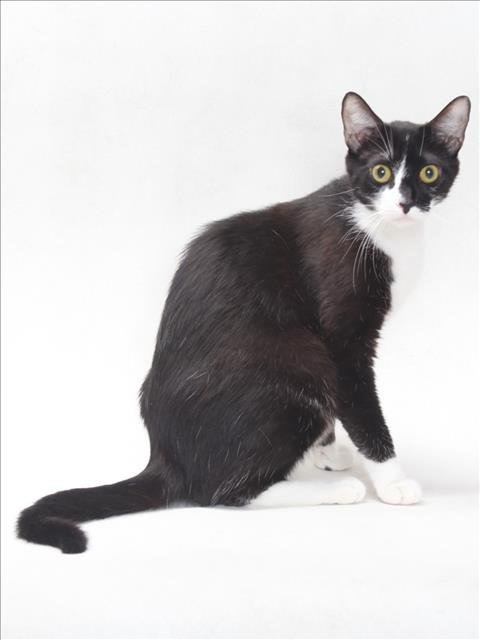 *PUDDING - Domestic Short Hair available for adoption