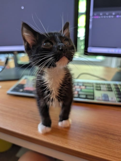 *KAI - Domestic Short Hair available for adoption
