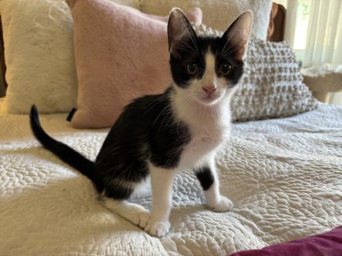 *TUXIE - Domestic Short Hair available for adoption