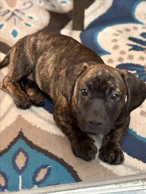 *TRUFFLES - Bloodhound / Dachshund available for adoption