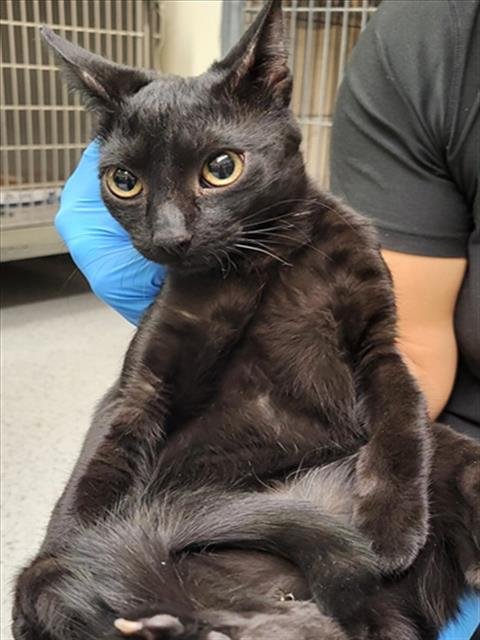 A144282 - Domestic Short Hair available for adoption