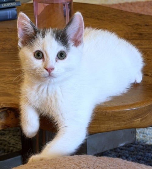 *CHIBI - Domestic Short Hair available for adoption