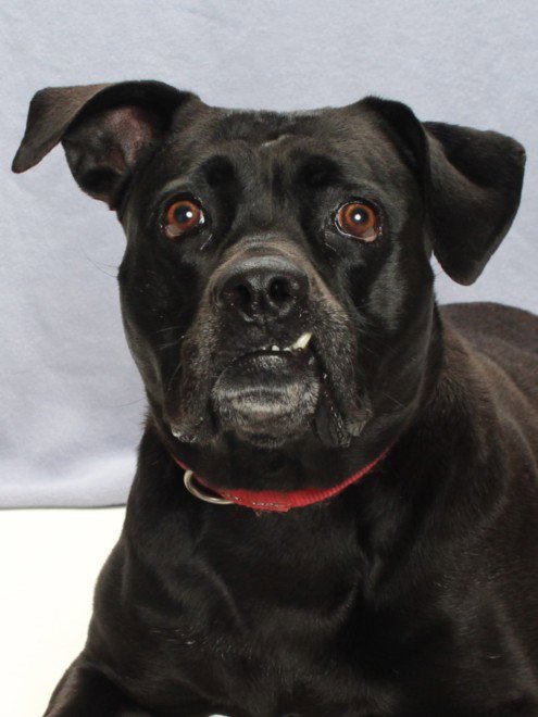 BEA - Labrador Retriever available for adoption