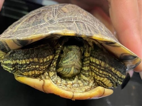 A106888 - Turtle available for adoption