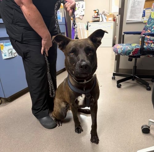 BROOKIE - Pit Bull Terrier / Husky available for adoption