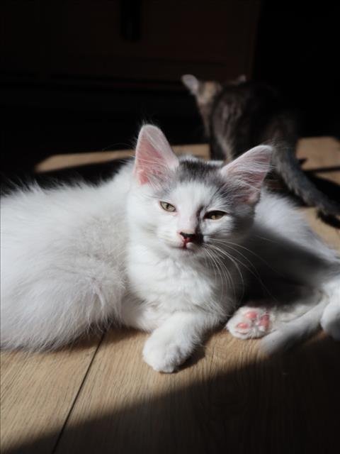 *MULLEY - Domestic Short Hair available for adoption