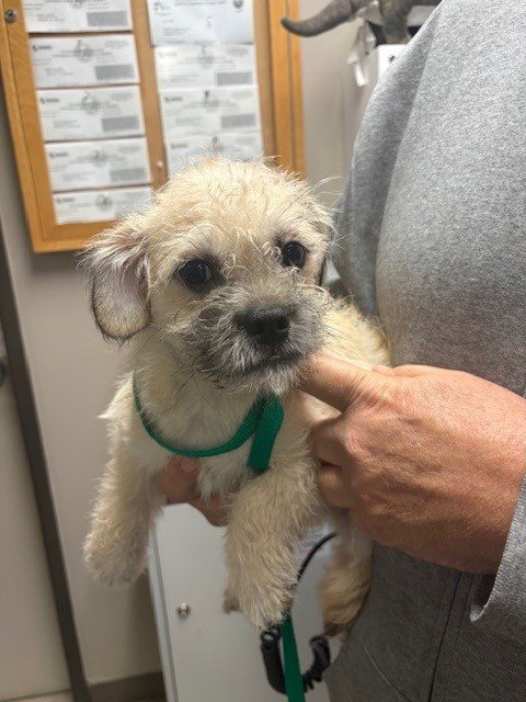*SPROUTS - Brussels Griffon / Border Terrier available for adoption