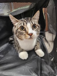 BUZZ - Photo 1