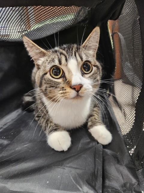 BUZZ - Domestic Short Hair available for adoption