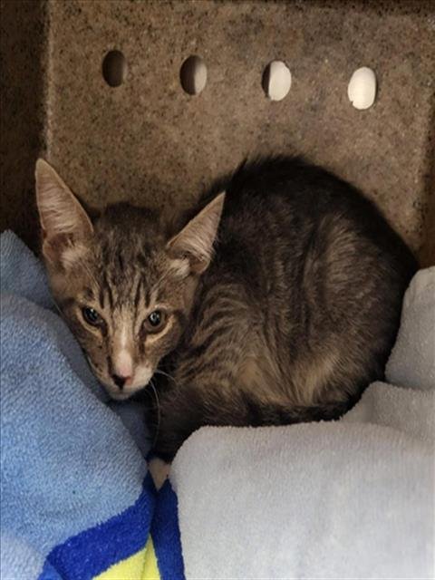 A143577 - Domestic Short Hair available for adoption