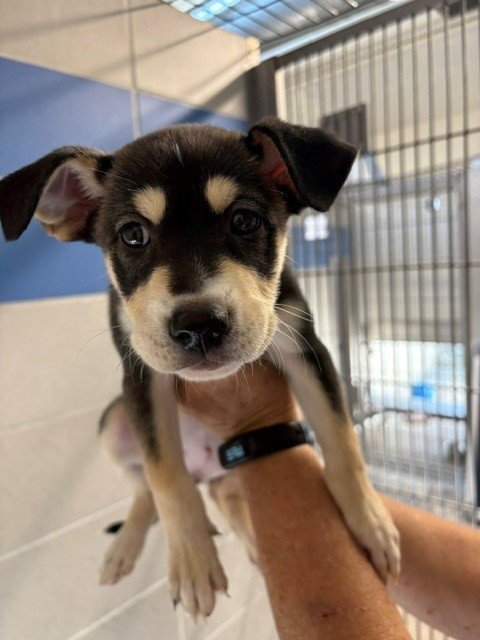 *FARRAH - Husky / Labrador Retriever available for adoption