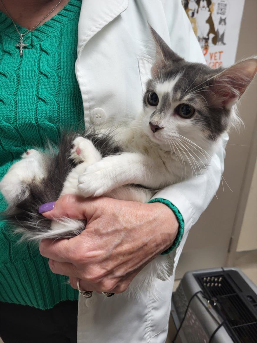 A138237 - Domestic Medium Hair available for adoption