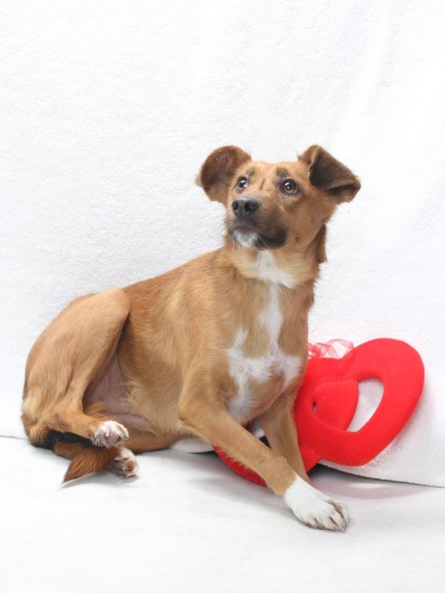 *LEILA - Shiba Inu available for adoption