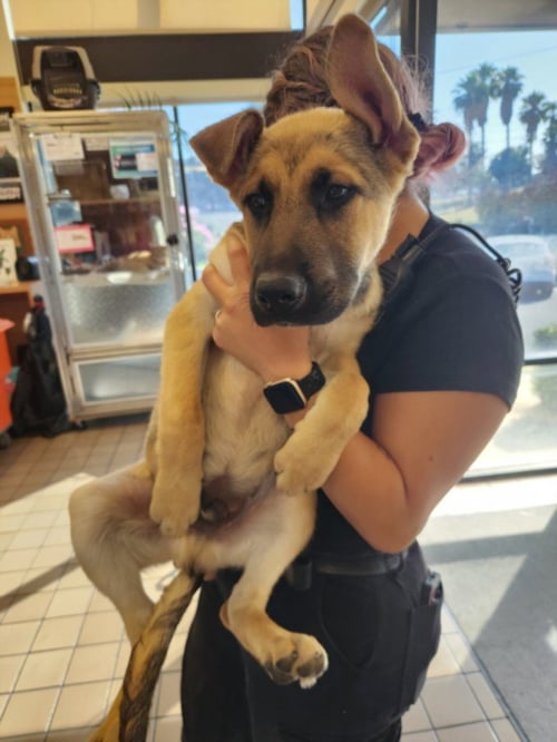 *STOICK - Anatolian Shepherd available for adoption