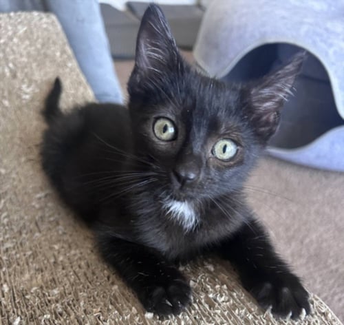 *COSMO - Domestic Short Hair available for adoption