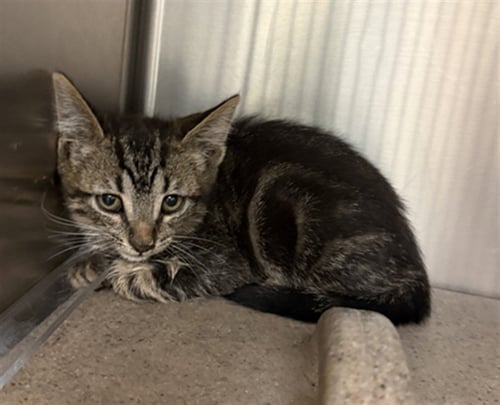 A143240 - Domestic Short Hair available for adoption