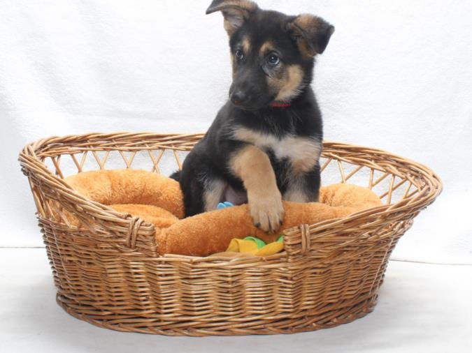 *DANI - German Shepherd Dog available for adoption
