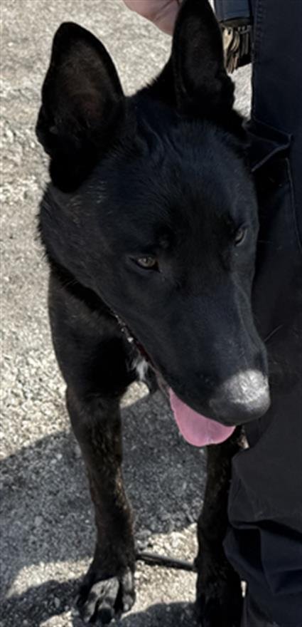 *DUTCH - Belgian Shepherd Malinois available for adoption