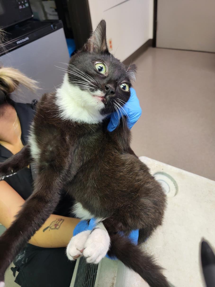 *WESTLEY - Domestic Short Hair available for adoption