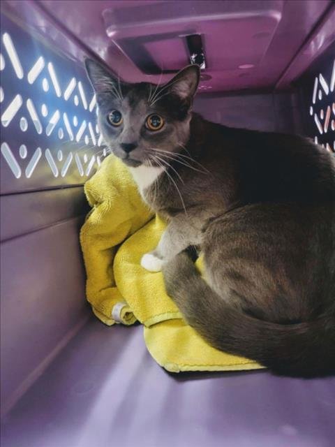 A142751 - Domestic Short Hair available for adoption