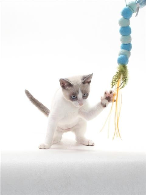 A142838 - Domestic Short Hair available for adoption