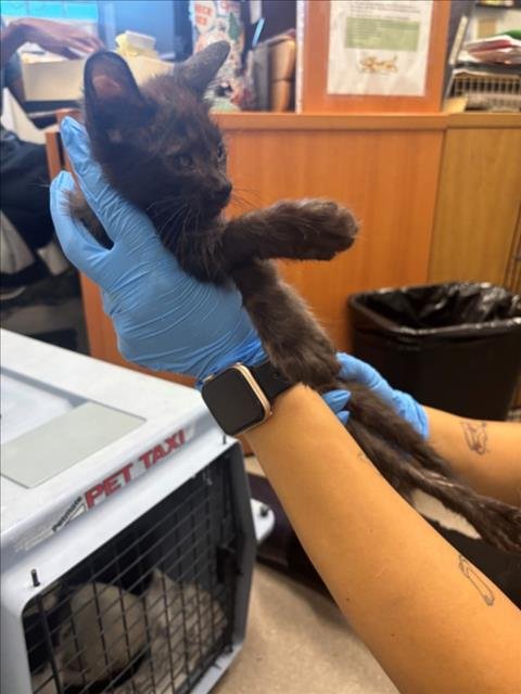 A142835 - Domestic Short Hair available for adoption