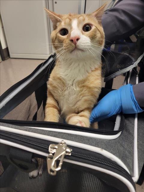 LANDAN - Domestic Short Hair available for adoption