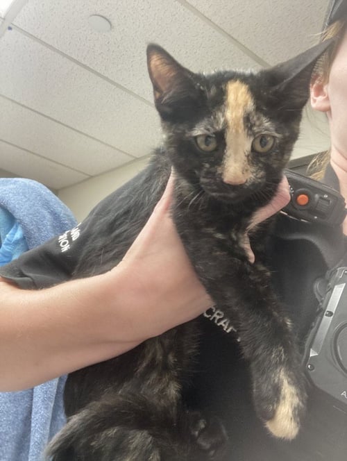 A142612 - Domestic Short Hair available for adoption